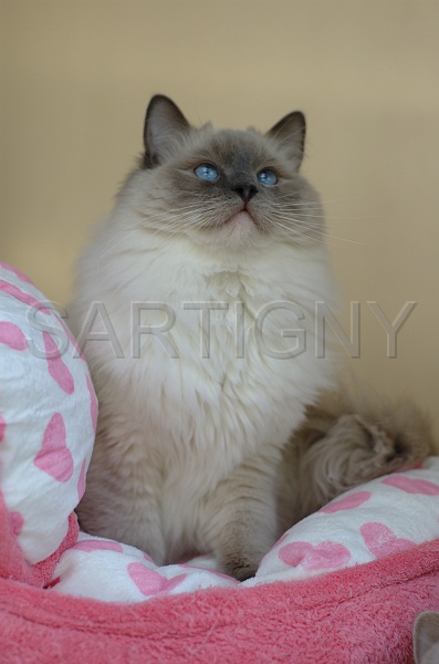 RAGDOLLS 024.jpg